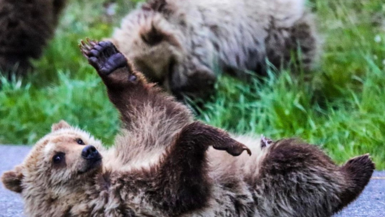 grizzly bear waving at camera